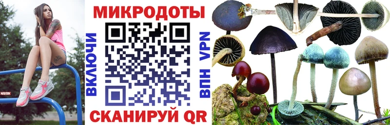 как найти   Тимашёвск  Галлюциногенные грибы Magic Shrooms 